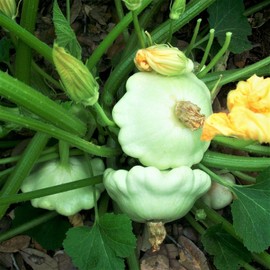 TomorrowSeeds Early White Patty Pan Seeds | Bush Scallop Summer Squash Vegetable Seed New 2024