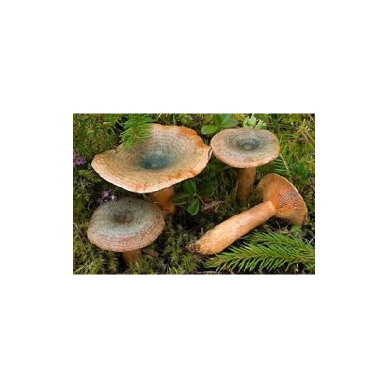 Saffron milk cap(Red pine mushroom) spores spawn/mycelium (on dry seeds)