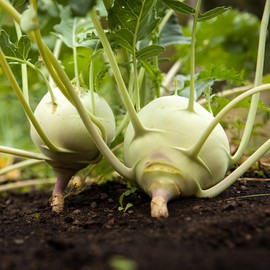300+ Kohlrabi Seeds for Planting Non-GMO Heirloom Vegetable Seeds Fresh Garden Seeds Outdoor Home Vegetable Garden