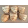 Mcage Finch Bird Bamboo Covered Bird Nest Lot of 6
