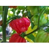 Aji Cachucha Purple Splotched Pepper Seeds 10+ Seeds