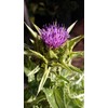 Home Comforts Home Comforts Flower Thistle Milk Thistle Purple Lilac-20