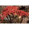 Home-Growth Aloe Striata, Coral Aloe - 20 Seeds 2025 -