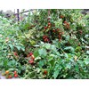 20+ Worlds Smallest Spoon Currant Tomato Seeds, Early, Heirloom Non-GMO,