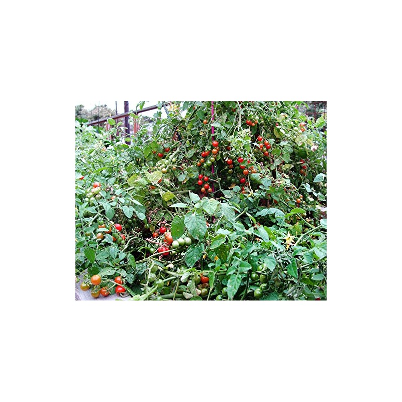 20+ Worlds Smallest Spoon Currant Tomato Seeds, Early, Heirloom Non-GMO,
