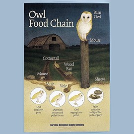 Owl Food Chain Poster, Full-Color, Portrays The Owl's Food Chain