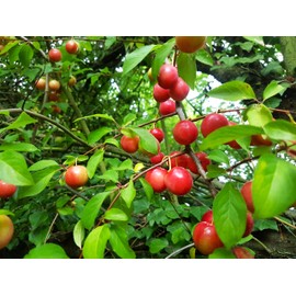 TomorrowSeeds - American Plum Tree Seeds - 10+ Count - for 2025 Planting Prunus Americana Wild Plums Red Sweet Native Foraging Hog Canadian Cherry Blossoms Fruit Trees Perennial Grow Your Own Home