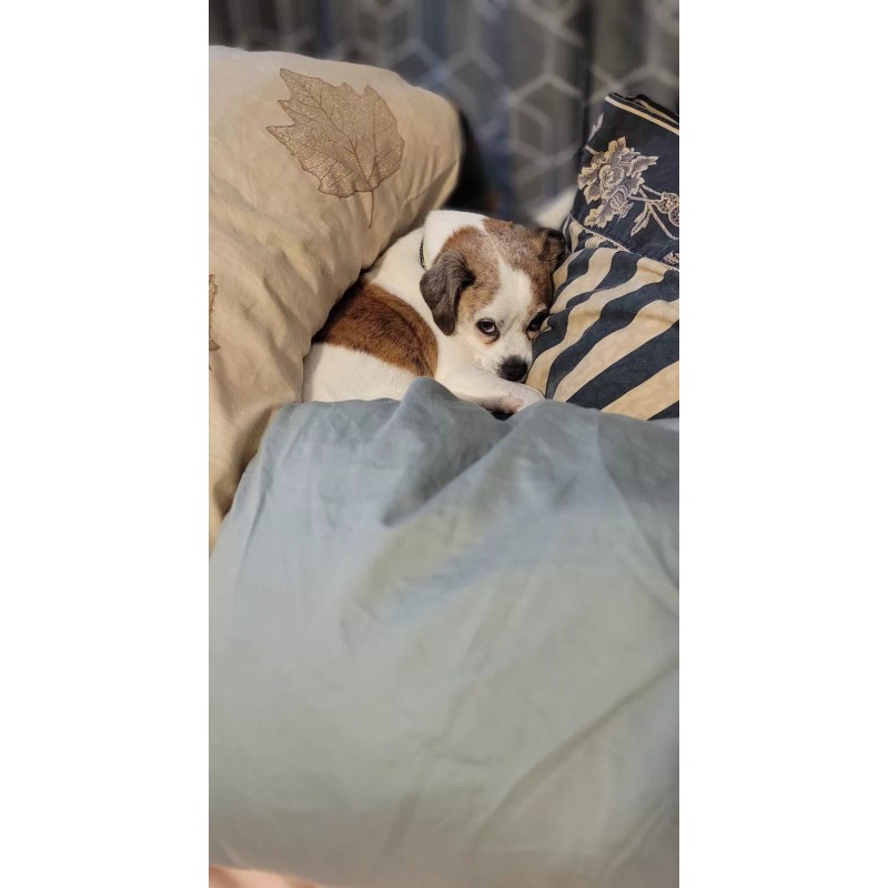 Henry Schein Wound CLOSURE strips 1/2 X 4 Inch. Quantity