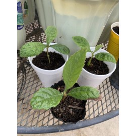 Tree 2 LOQUAT FRUIT TREE 3-6 Months Old Tree 2/3” Routed,FREE SHIPPING Ready To Plant