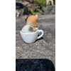 Teacup Dog and Cat Series (Triltoise Cat)