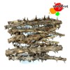 국산 엄나무 묶음 1단 음나무 Korean Domestic Umbrella Tree Bundle