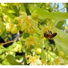 Linden Blossom Loose Leaf Tea 1.056 oz / 30gr Natural