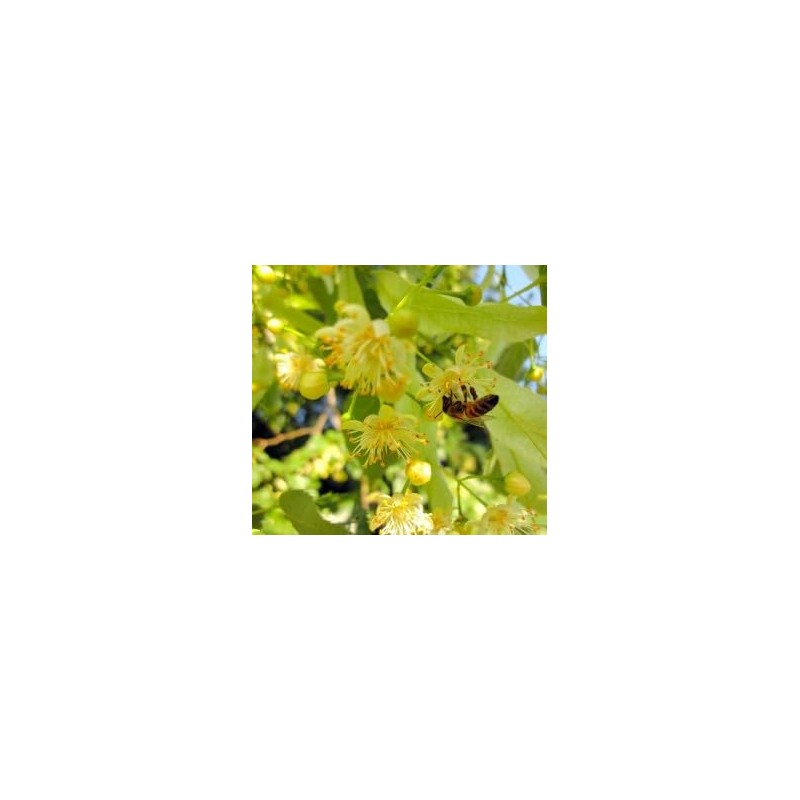 Linden Blossom Loose Leaf Tea 1.056 oz / 30gr Natural