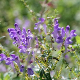 300+ Scutellaria Seeds for Planting Baikal Skullcap Perennial Herbaceous Garden Beds Borders Outdoor Herb Seeds