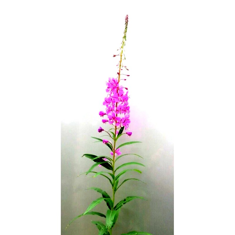 Alaska Fireweed Flower - Chamaenerion angustifolium - 1000+ Seeds -