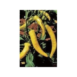 Pepper Sweet Hungarian Wax Great Heirloom Vegetable 50 Seeds