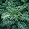 Chamgoods 동결건조 컬리케일 분말 120g 1통 Freeze-Dried Curly Kale Powder