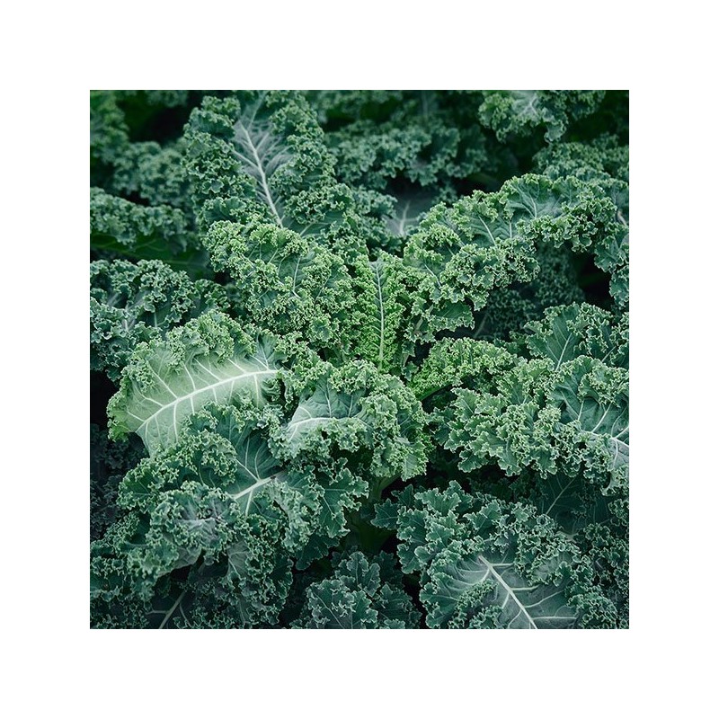 Chamgoods 동결건조 컬리케일 분말 120g 1통 Freeze-Dried Curly Kale Powder
