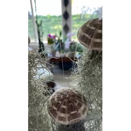 S-Plants Live Spanish Moss Jellyfish Sea Urchin Air Plant- Tillandsia Hanging Decor Gift