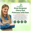 Outsidepride Danova Cherry Edge Common Primrose Seeds - 25 Pcs