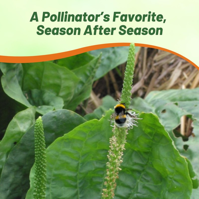 Outsidepride Common Green Plantain Seeds for Planting - 5,000 Pcs