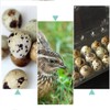 Quail Egg Boxes, 50 Pieces, Quail Eggs, Reusable, Ecyclable Plastic