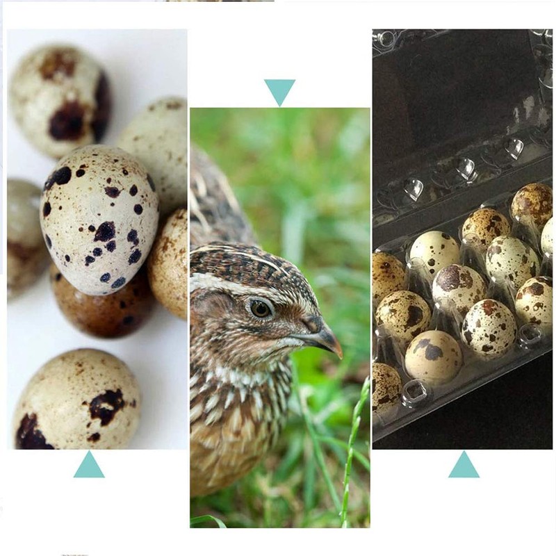 Quail Egg Boxes, 50 Pieces, Quail Eggs, Reusable, Ecyclable Plastic