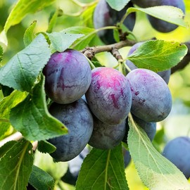 Morris Plum Tree, Classic, Sweet with a Firm Texture, Ideal for Fresh Eating, Jams, and Desserts, 3-4 ft Tree Height, 7 gal. Grower Pot (Due to Agricultural Laws, we Cannot Ship to CA, AZ, AK, or HI)