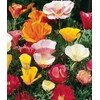 NIKA SEEDS - Flowers Oriental Poppy Mix Annual - 1000