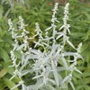 Everwilde Farms - 2000 Prairie Sage Native Wildflower Seeds -