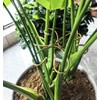 2PCS 6" Plant Stem Support,Stabilizer Grapple Holder for Monstera and