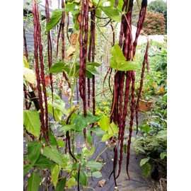 TomorrowSeeds - Red Noodle Yard Long Bean Seeds - 240+ Count - for 2026 Planting Pole Vegetable Asparagus Asian Snake Purple Pink Green Bean Cowpea Edamame Japanese Chinese Korean Grow Your Own Home