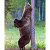 Bear Tree Wall Mounted Back Scratcher, Man Cave Decor, Back