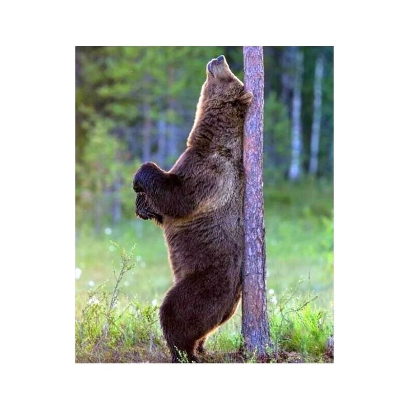 Bear Tree Wall Mounted Back Scratcher, Man Cave Decor, Back