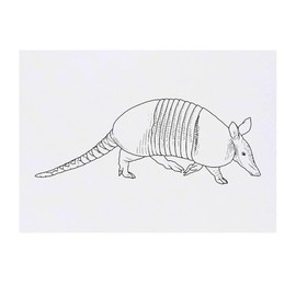 'Armadillo on the Move' Temporary Tattoo - Water Resistant, Skin-Safe, Non-Toxic Transfer (TO00085227)