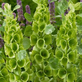 RAISE ME UP: Seeds Bells of Ireland Moluccella Shellflower Annual Flowers