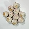 Fresh Heirloom Hardneck Music Seed GARLIC 1/2 - 10lbs Fresh