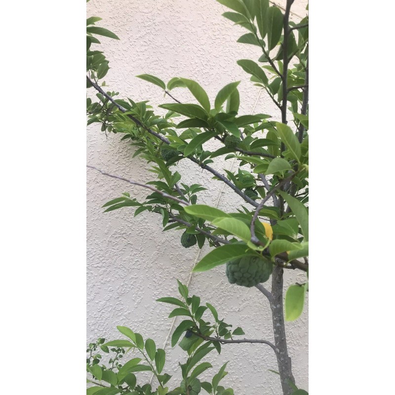 Tree 1 Sugar Apple Na Dai( Mãng Cầu Dai) 5”