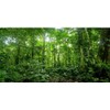 AWERT Terrarium Background Tropical Aquarium Background Green Huge Tree Rainforest Reptile Habitat Background Durable Polyester Background