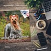 2024 2025 Yorkshire Terrier Calendar - Dog Breed Monthly Wall