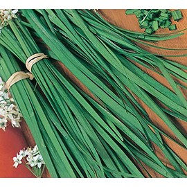 Chives Great Herb Heirloom Vegetable Bulk 15,000 Seeds
