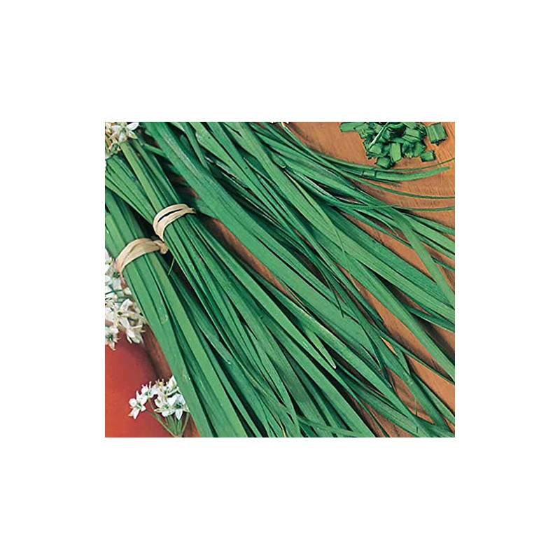 Chives Great Herb Heirloom Vegetable Bulk 15,000 Seeds
