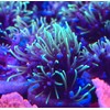coralSLover Live Saltwater Coral Frag - Green Star Polyps