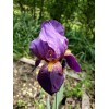 Fresh 6 BEARDED IRIS PLANTS RHIZOMES FRESH MIXED VARIETIES