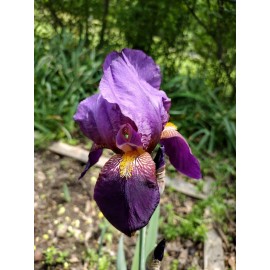 Fresh 6 BEARDED IRIS PLANTS RHIZOMES FRESH MIXED VARIETIES