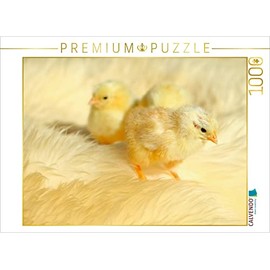 CALVENDO Puzzle Three Cute Chicks 1000 Pieces Laying Size 64 x 48 cm Photo Puzzle Picture by Heike Hultsch