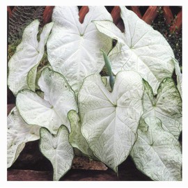 Fancy Leaf Caladium - June Bride - Large Size Root - Elegant White Foliage - Hardy in Zones 9-11 - Ideal for Shaded Gardens and Containers