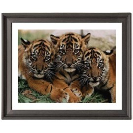 Baby Tigers  - Picture Frame 8x10 inches - Poster - Print - Poster - Print