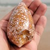 Large Conus Textile Cowrie Cone Natural Seashell Rare Real Beach