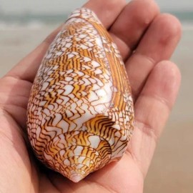 Large Conus Textile Cowrie Cone Natural Seashell Rare Real Beach Home 2.5-3"